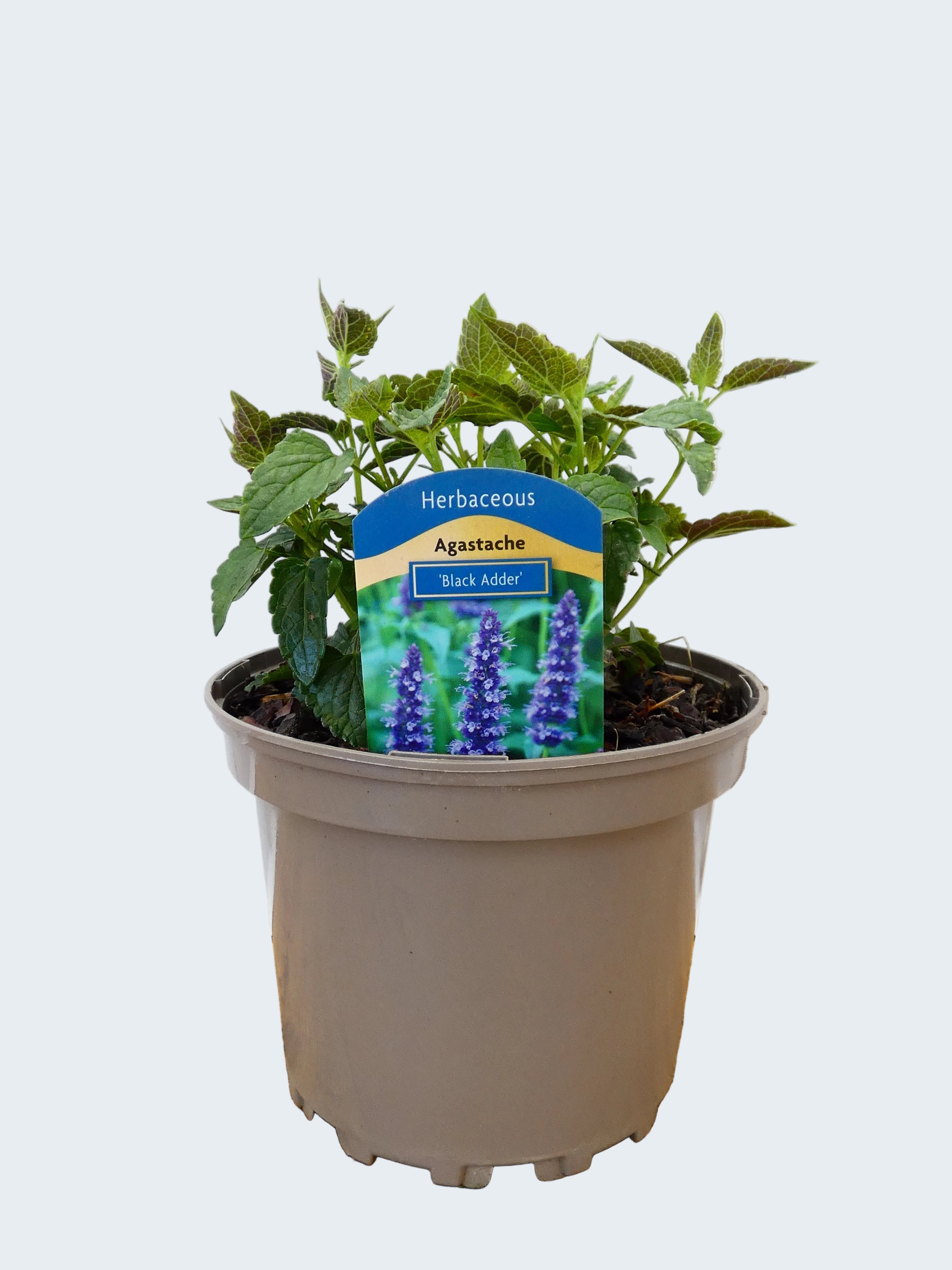 Agastache 'Black Adder' (2ltr)