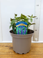 Agastache 'Black Adder' (2ltr)