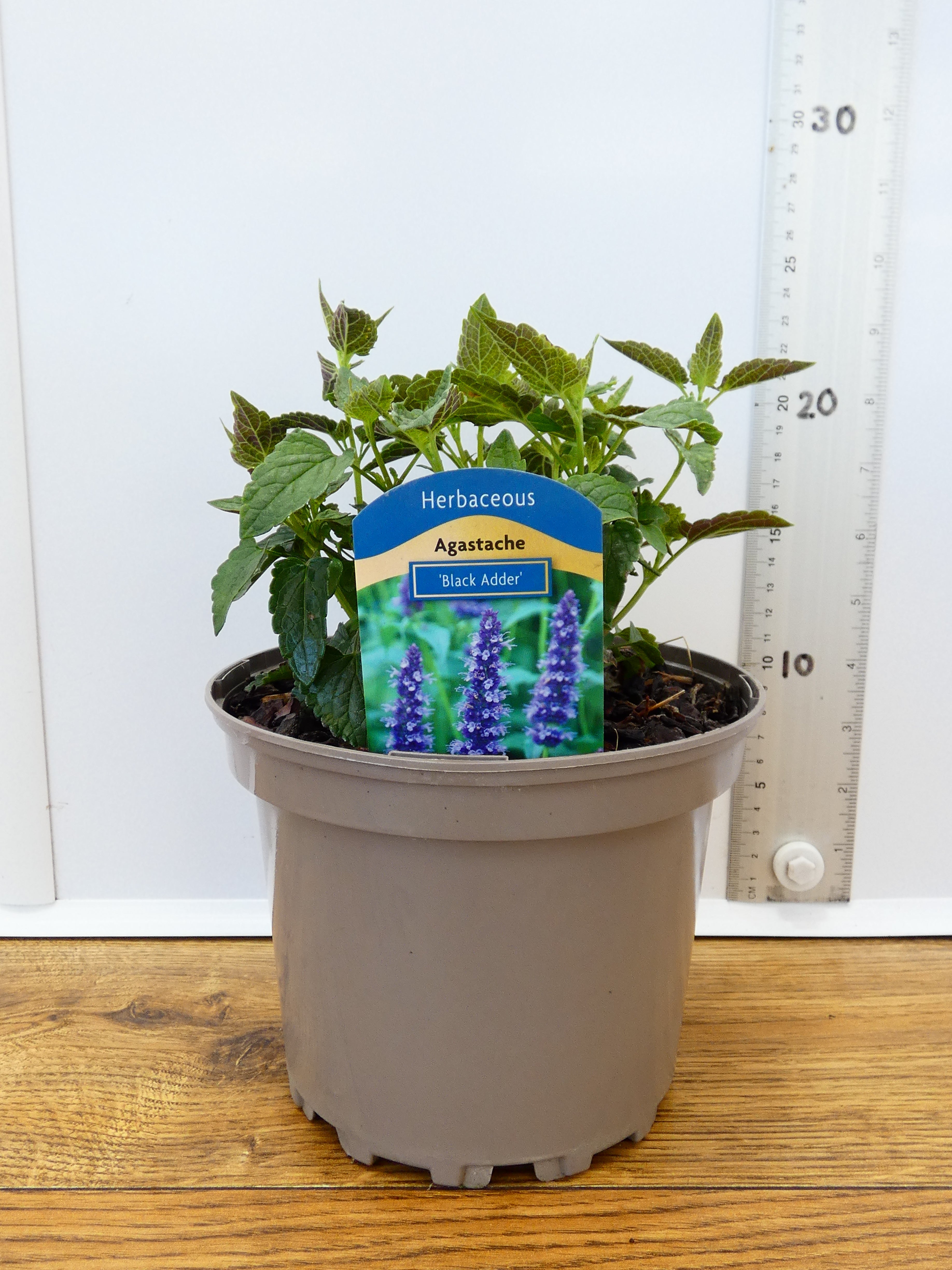 Agastache 'Black Adder' (2ltr)
