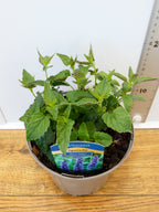 Agastache 'Black Adder' (2ltr)