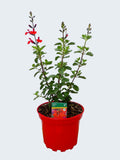 Salvia Salvito 'Scarlet' (2ltr)