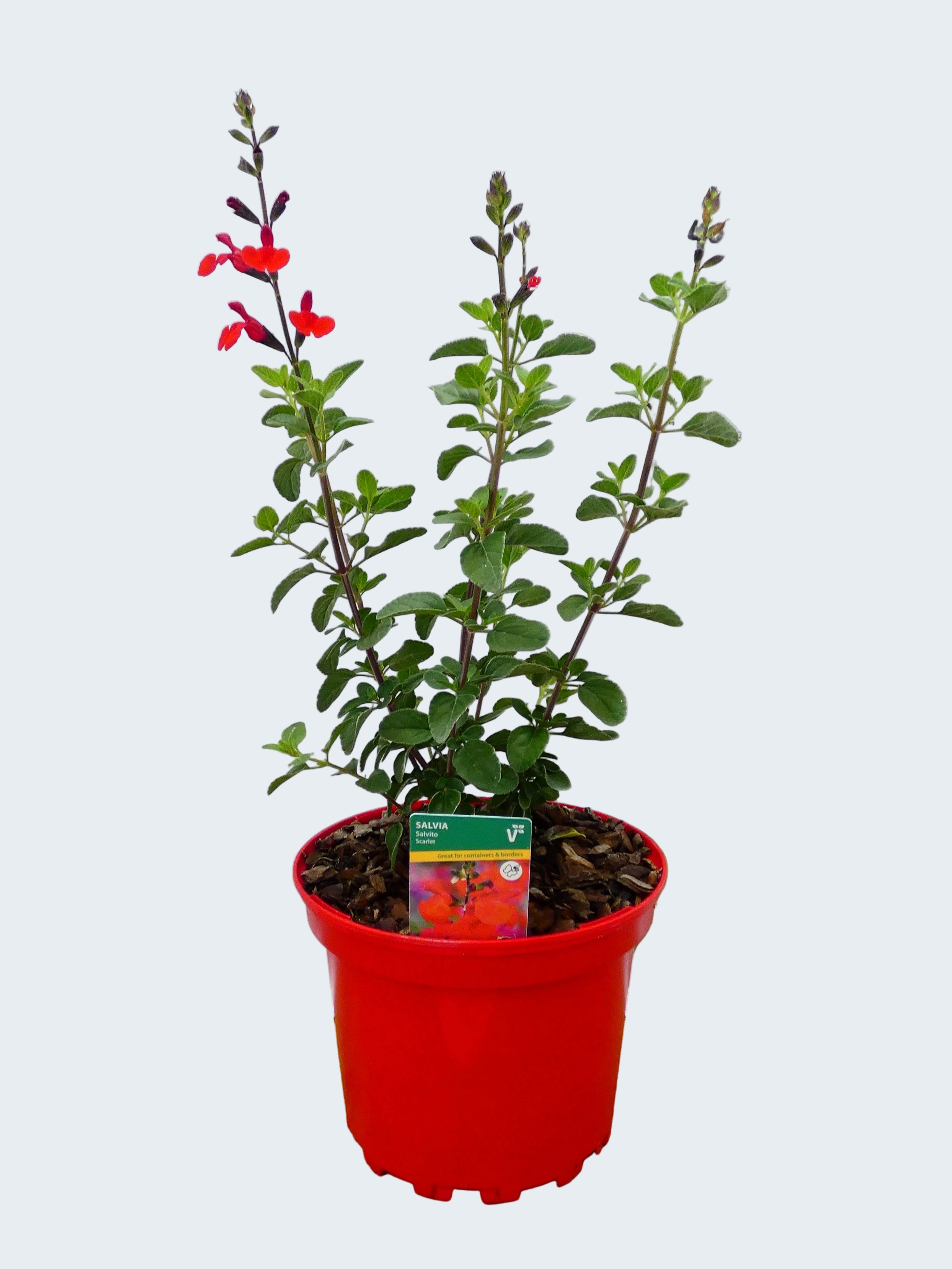 Salvia Salvito 'Scarlet' (2ltr)