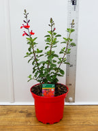 Salvia Salvito 'Scarlet' (2ltr)