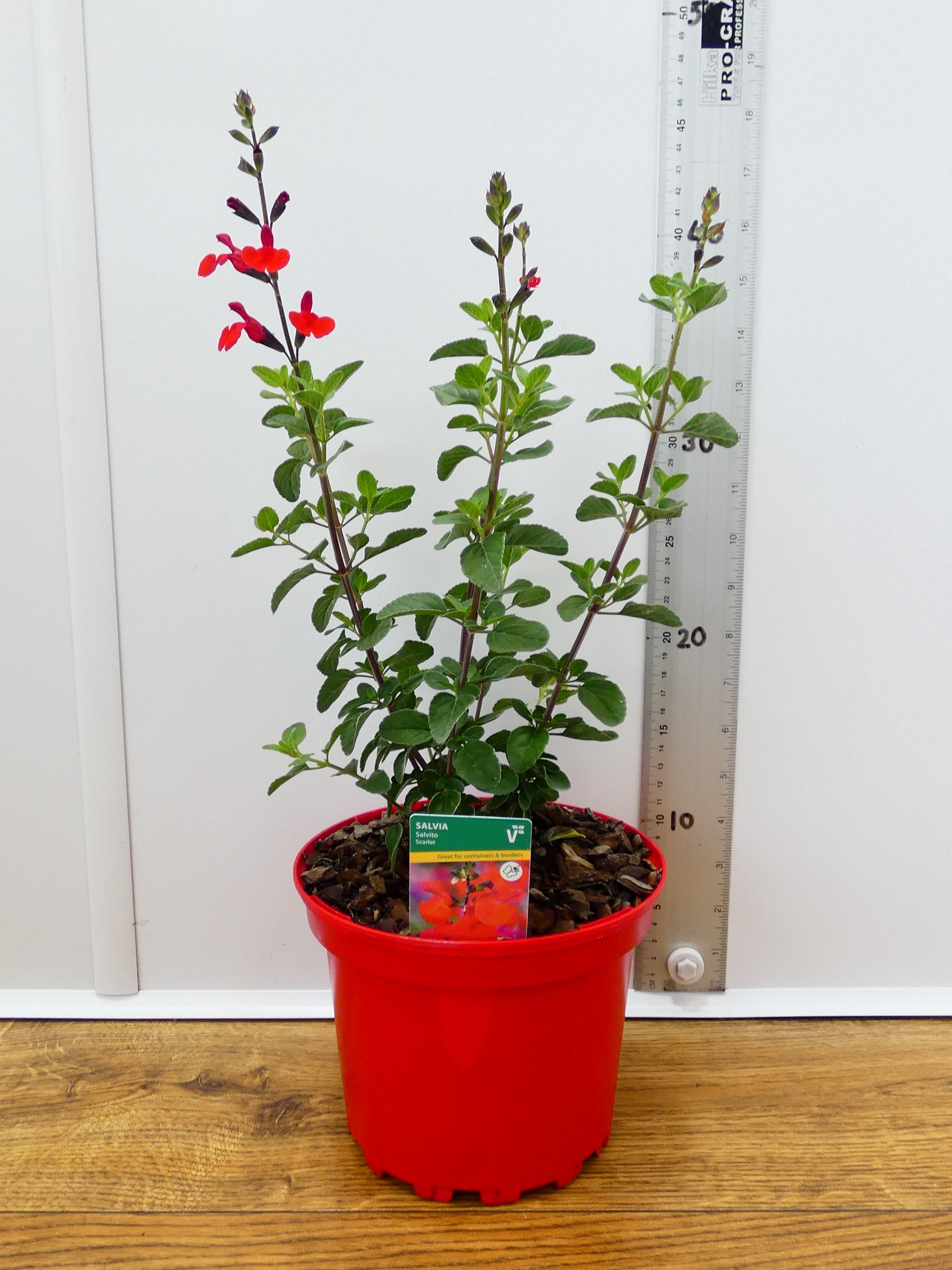Salvia Salvito 'Scarlet' (2ltr)