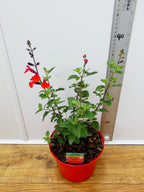 Salvia Salvito 'Scarlet' (2ltr)