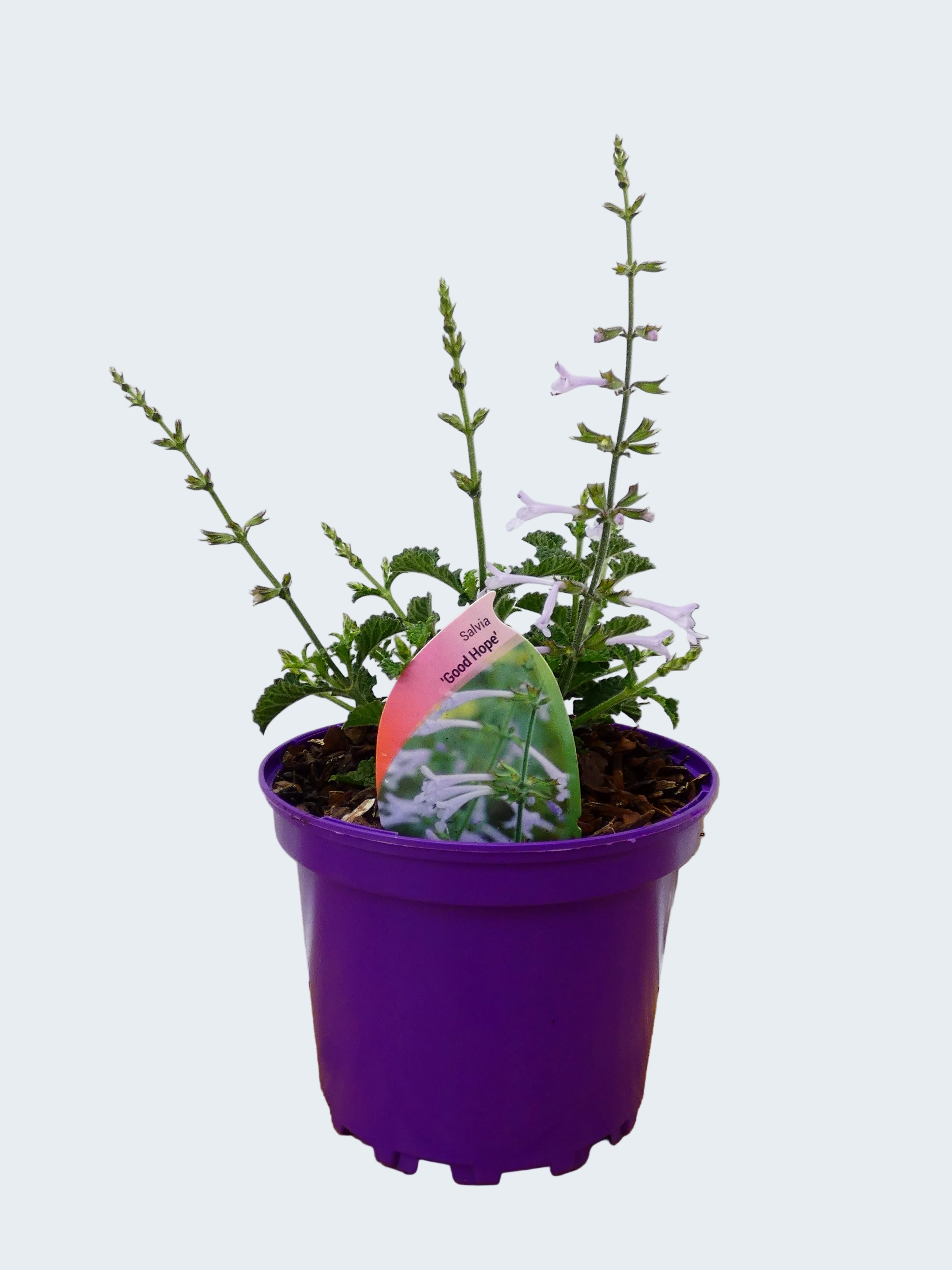 Salvia 'Good Hope' (2ltr)