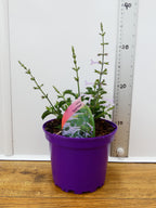 Salvia 'Good Hope' (2ltr)