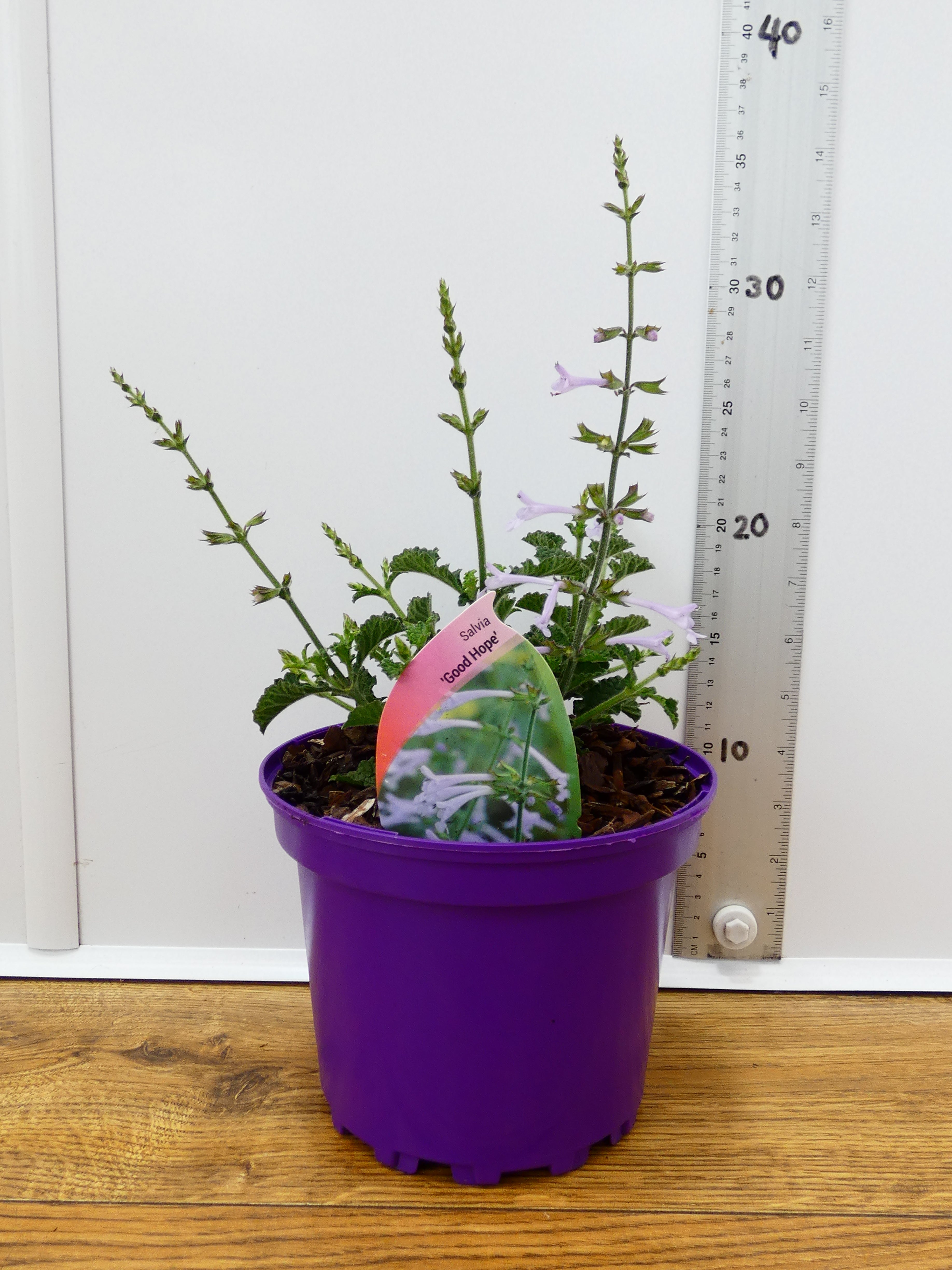 Salvia 'Good Hope' (2ltr)