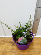 Salvia 'Good Hope' (2ltr)