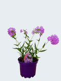 Phlox Opening Act 'Romance' (2ltr)