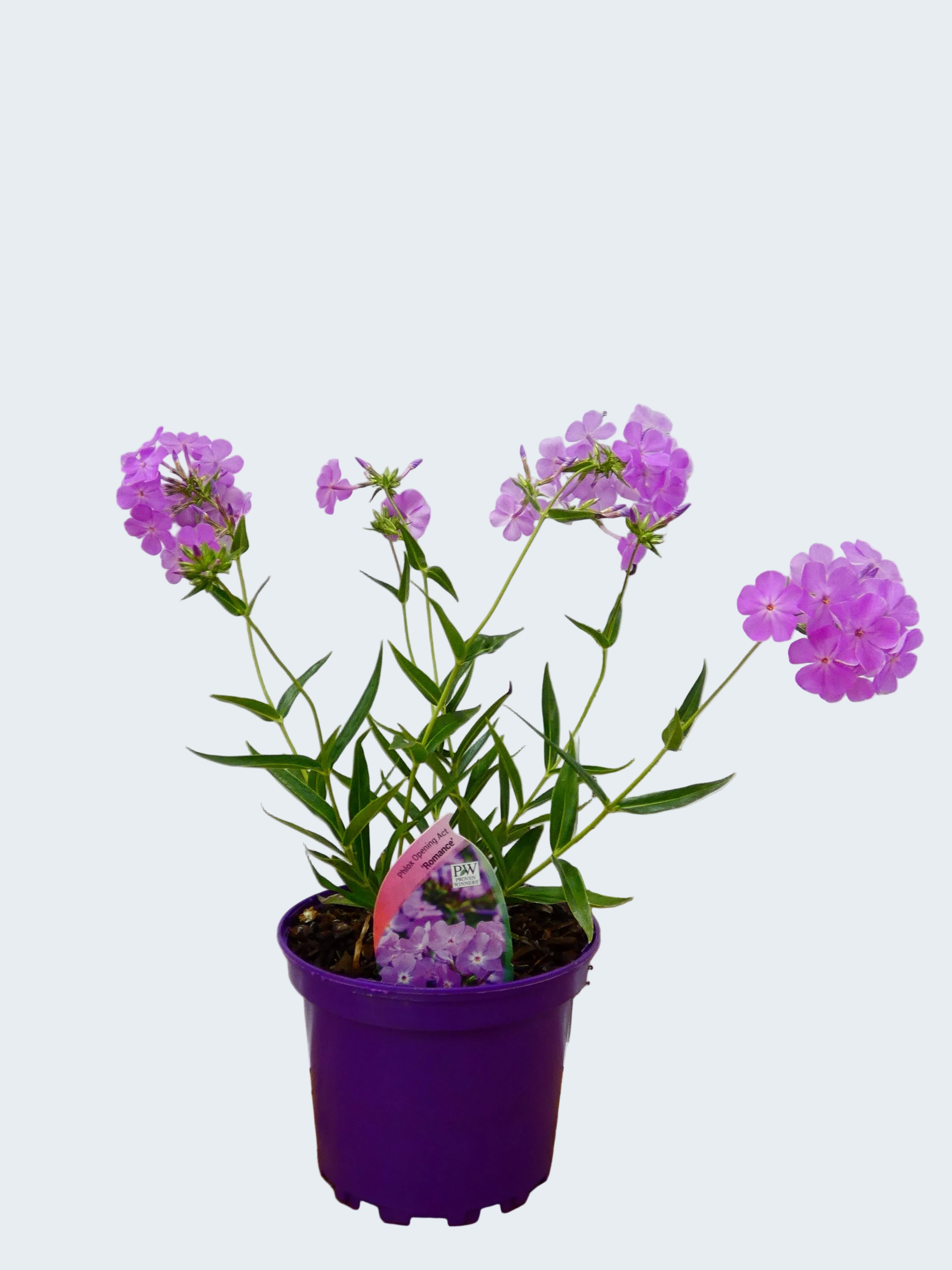 Phlox Opening Act 'Romance' (2ltr)