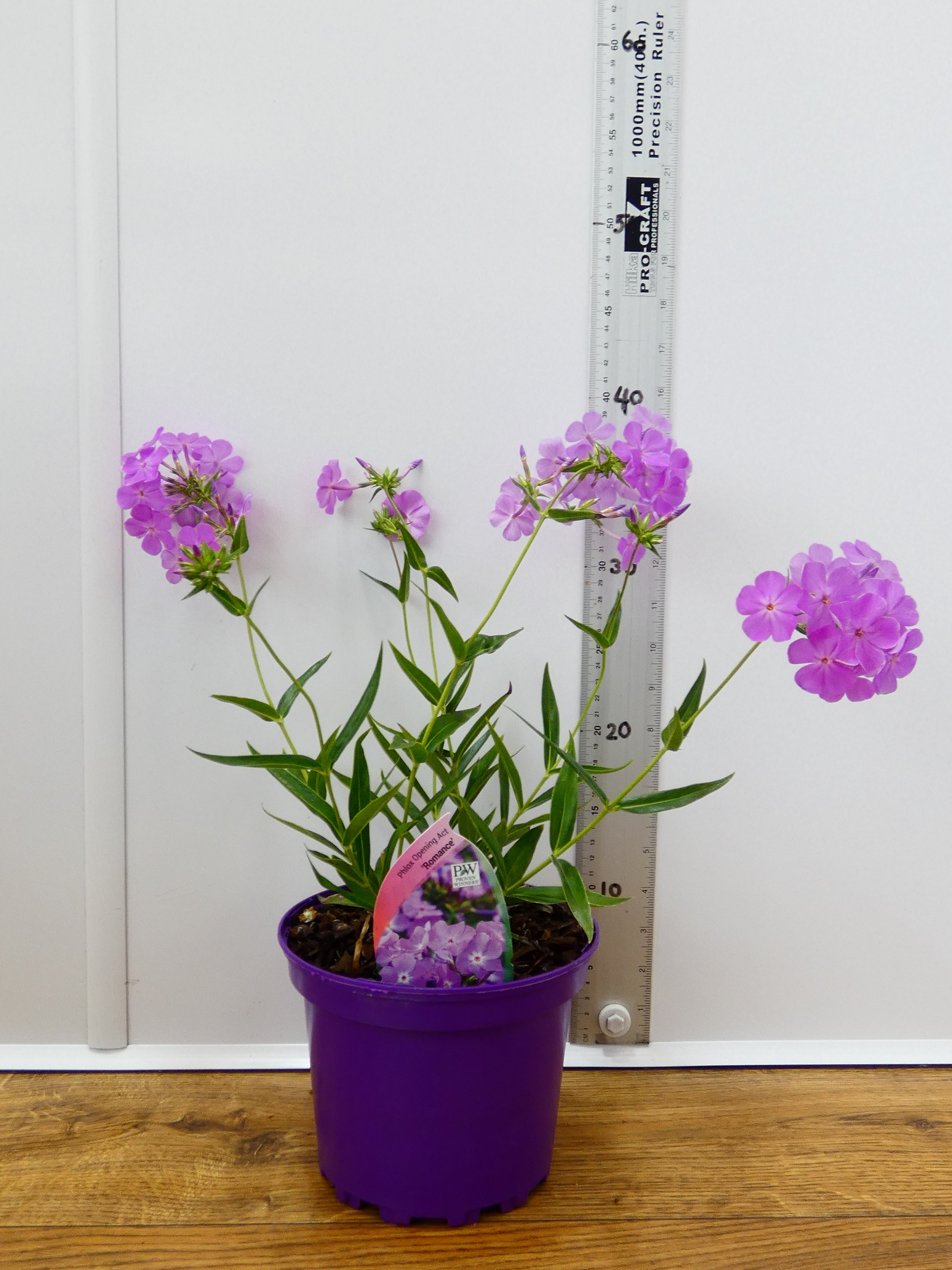 Phlox Opening Act 'Romance' (2ltr)