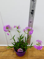 Phlox Opening Act 'Romance' (2ltr)