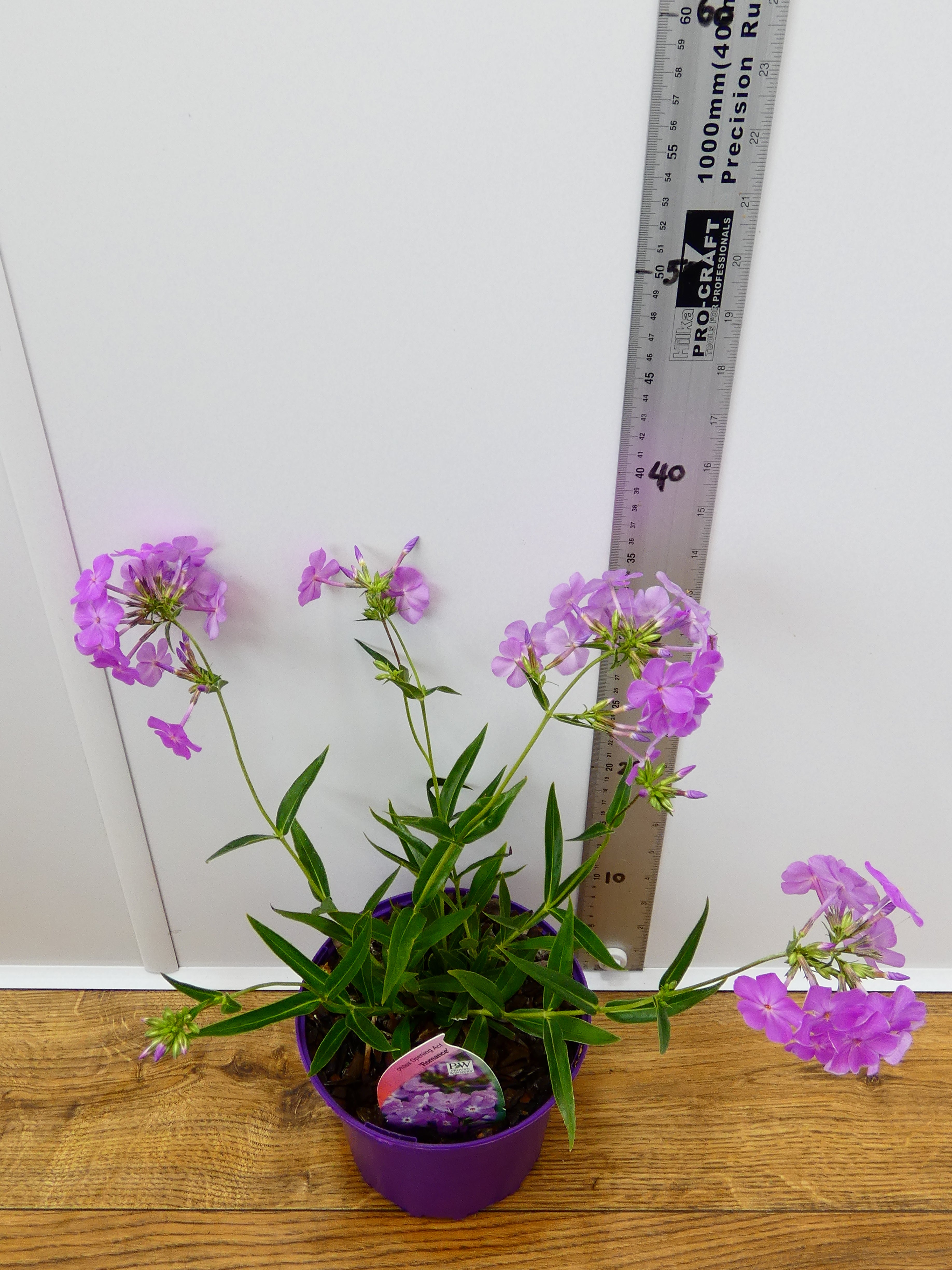 Phlox Opening Act 'Romance' (2ltr)