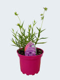 Phlox Opening Act 'Ultra Pink' (2ltr)