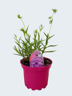 Phlox Opening Act 'Ultra Pink' (2ltr)
