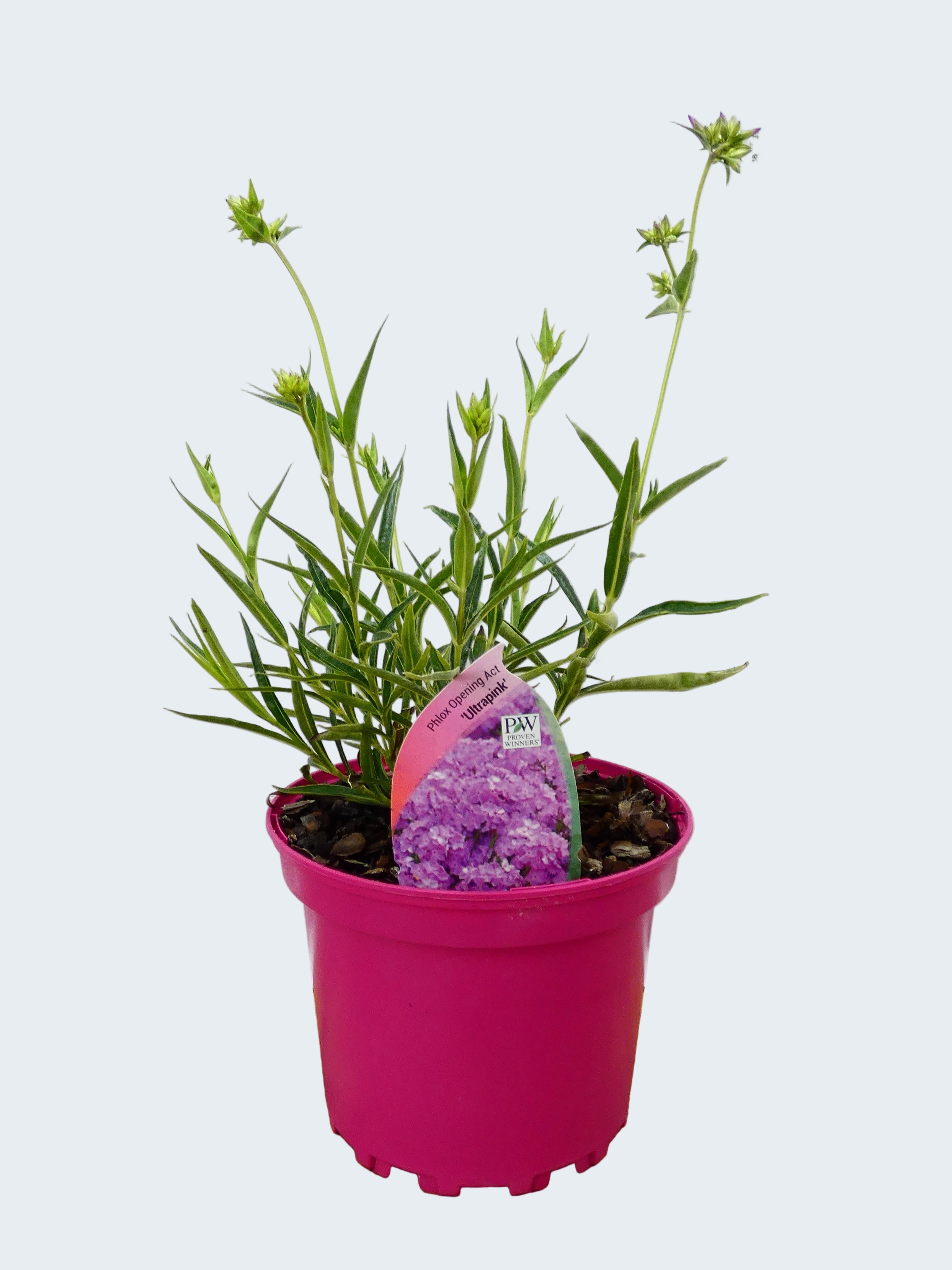 Phlox Opening Act 'Ultra Pink' (2ltr)