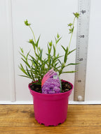 Phlox Opening Act 'Ultra Pink' (2ltr)