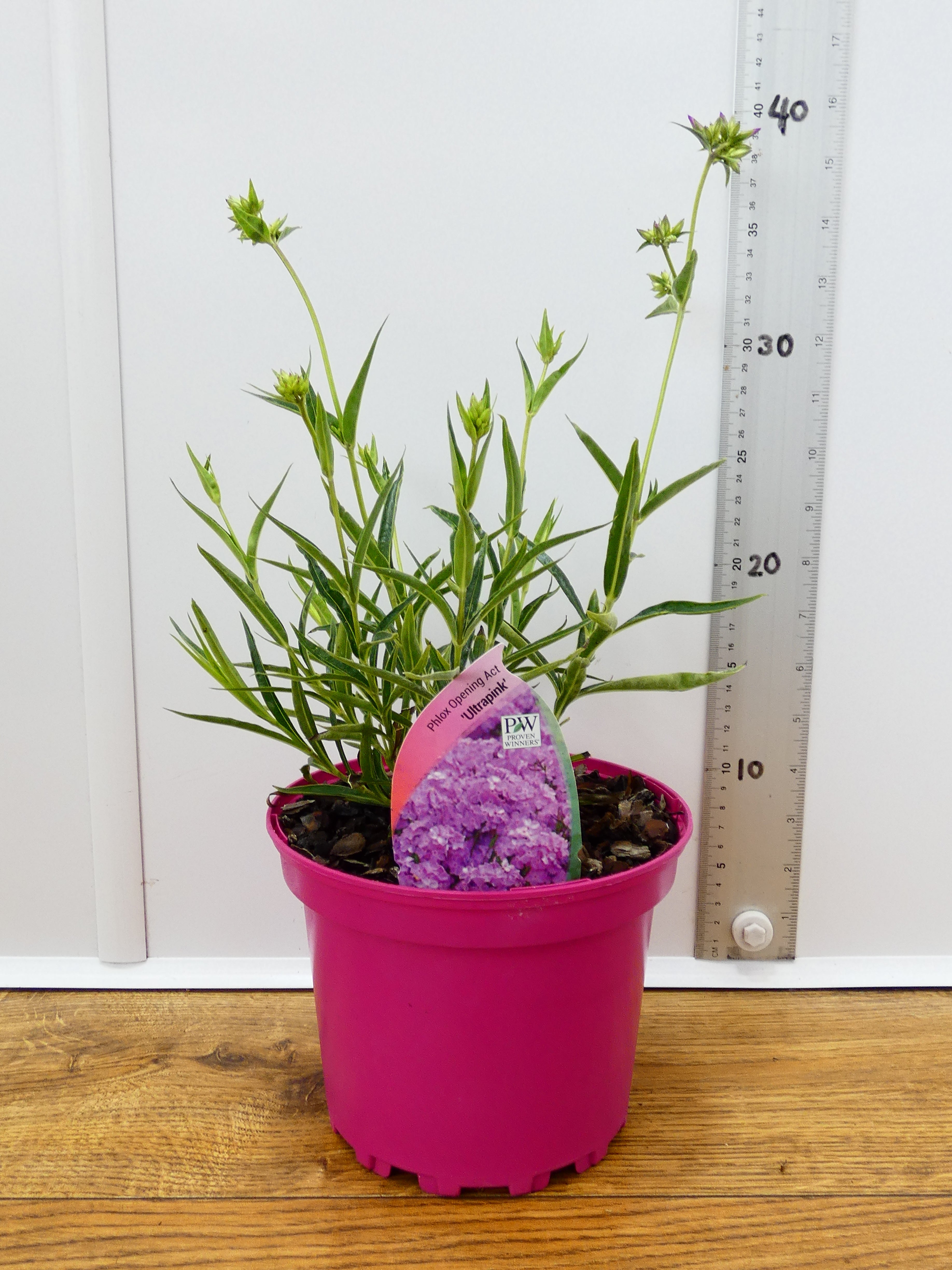Phlox Opening Act 'Ultra Pink' (2ltr)