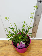 Phlox Opening Act 'Ultra Pink' (2ltr)