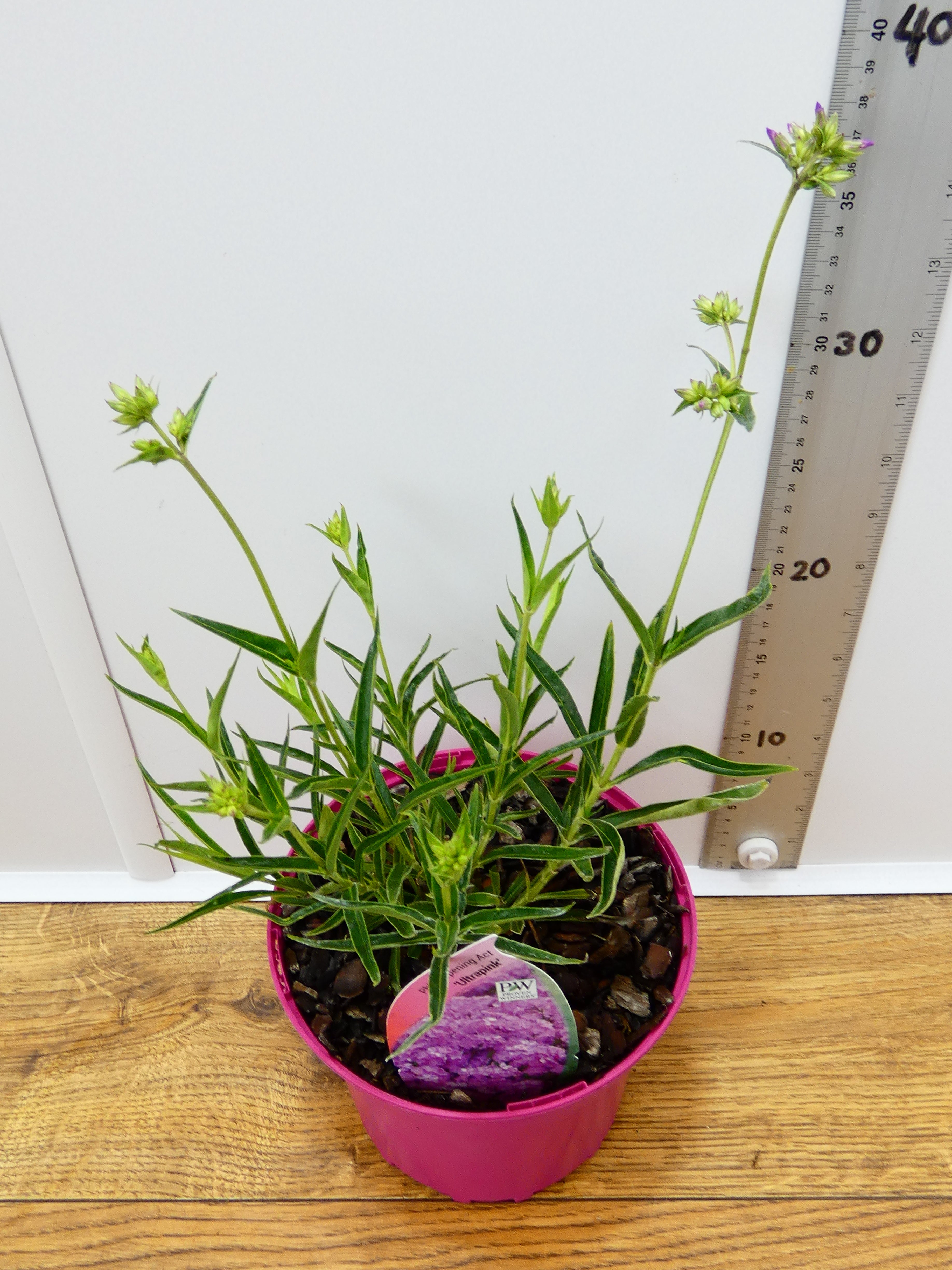 Phlox Opening Act 'Ultra Pink' (2ltr)
