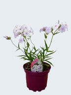 Phlox Opening Act 'Pink-A-Dot' (2ltr)