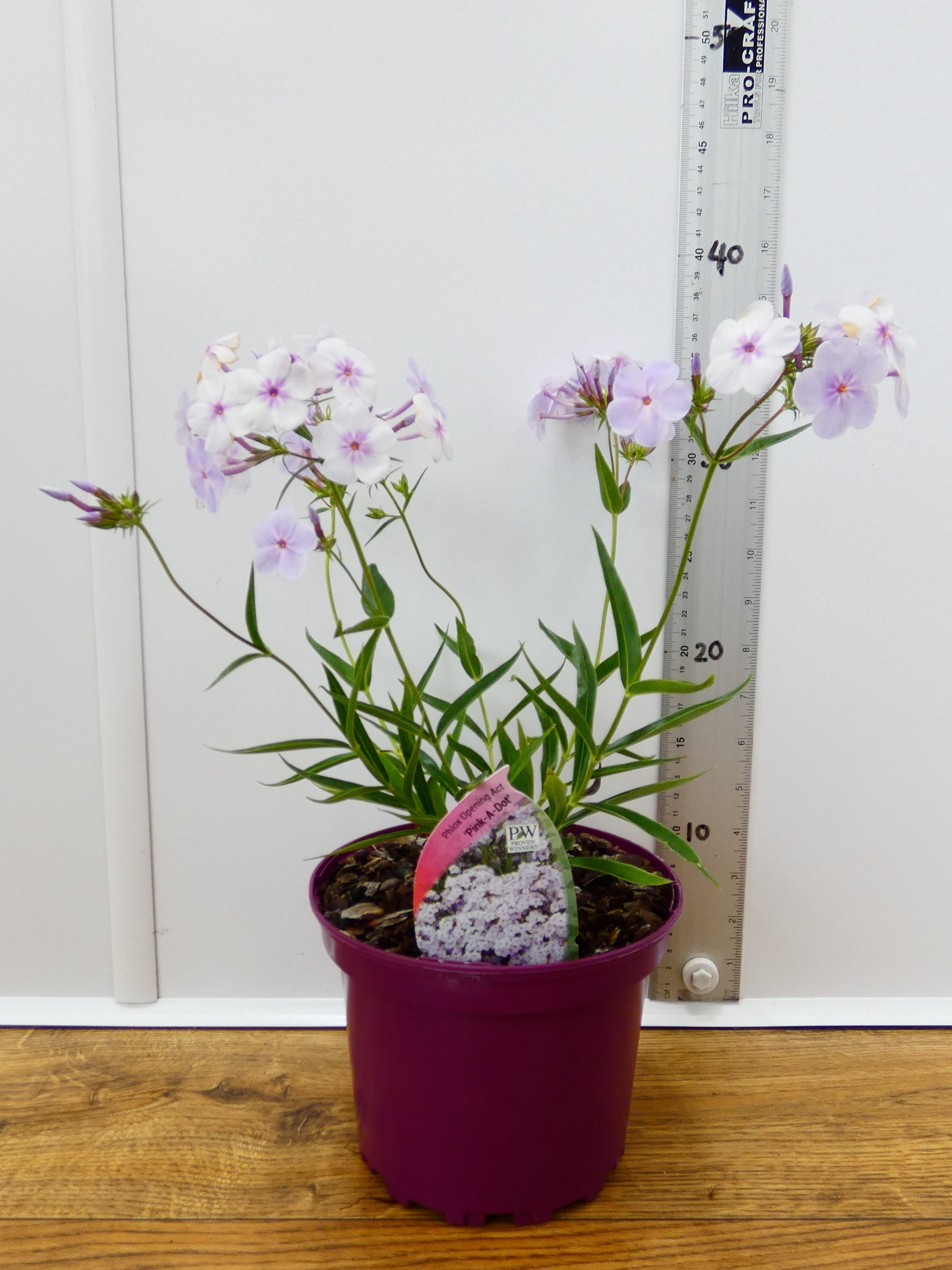 Phlox Opening Act 'Pink-A-Dot' (2ltr)