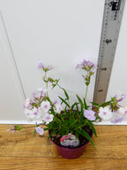 Phlox Opening Act 'Pink-A-Dot' (2ltr)