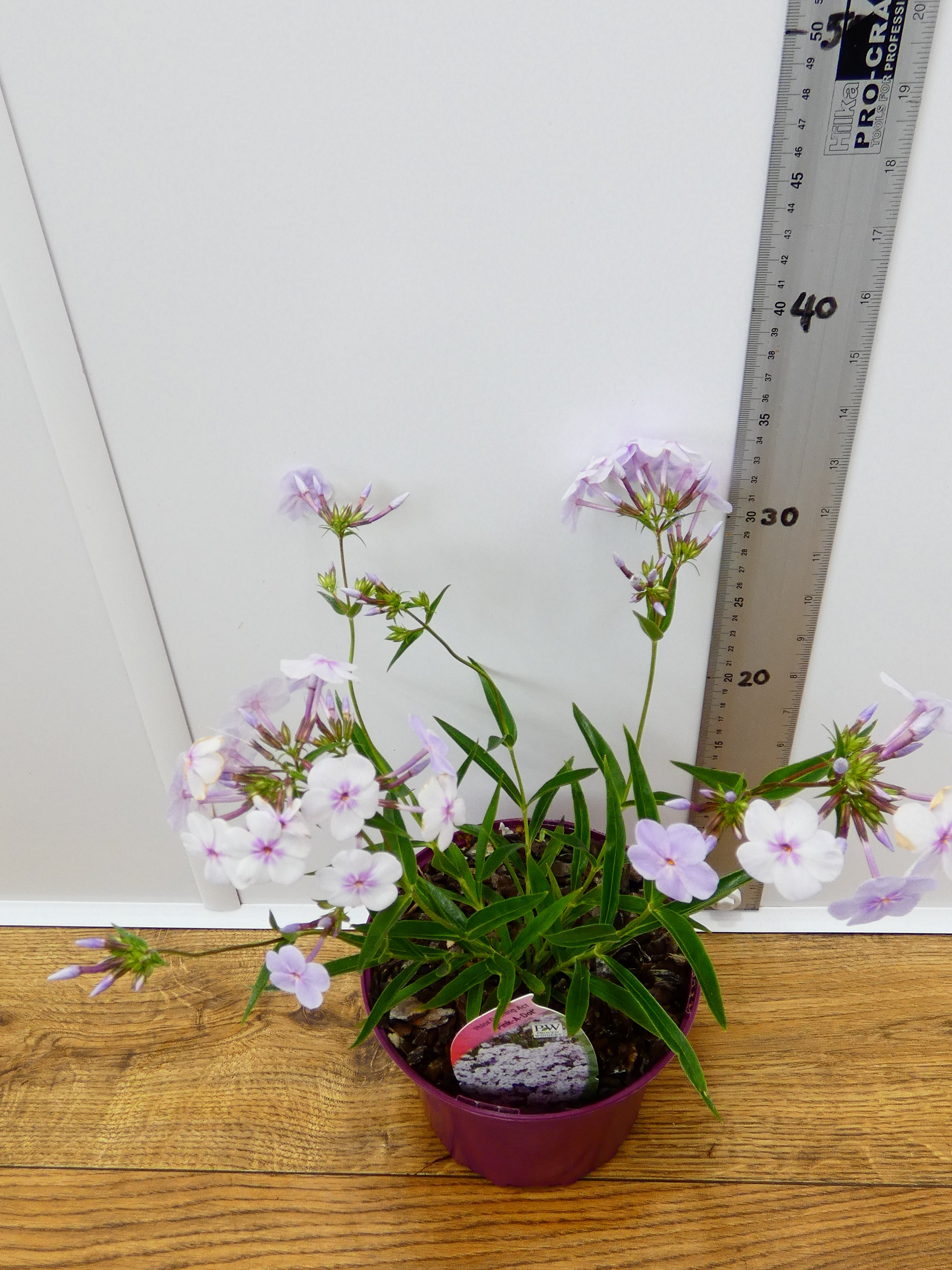 Phlox Opening Act 'Pink-A-Dot' (2ltr)