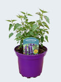 Agastache 'Little Adder' (2ltr)