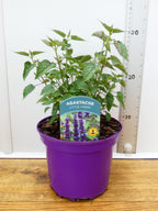 Agastache 'Little Adder' (2ltr)