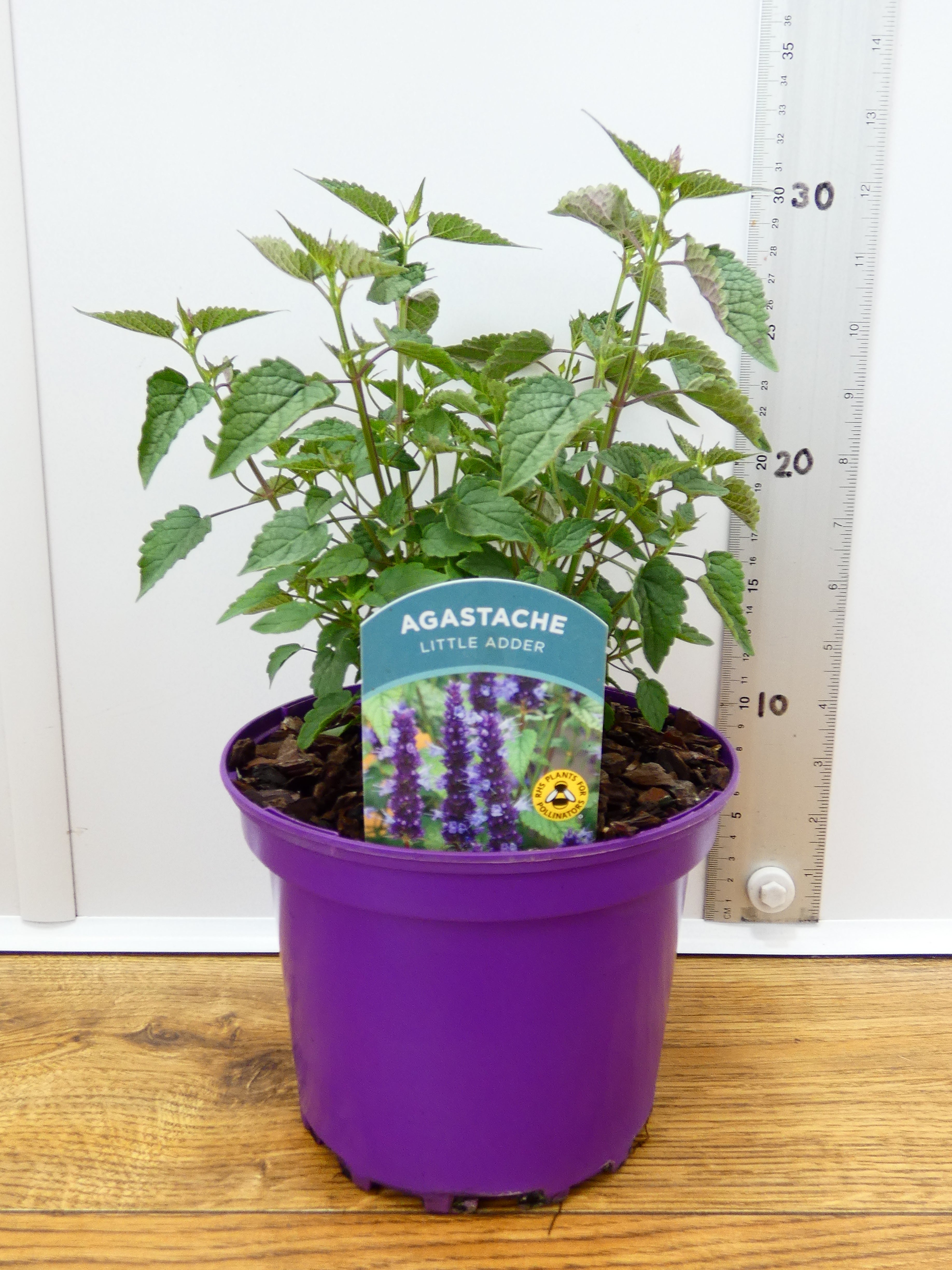 Agastache 'Little Adder' (2ltr)