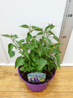 Agastache 'Little Adder' (2ltr)