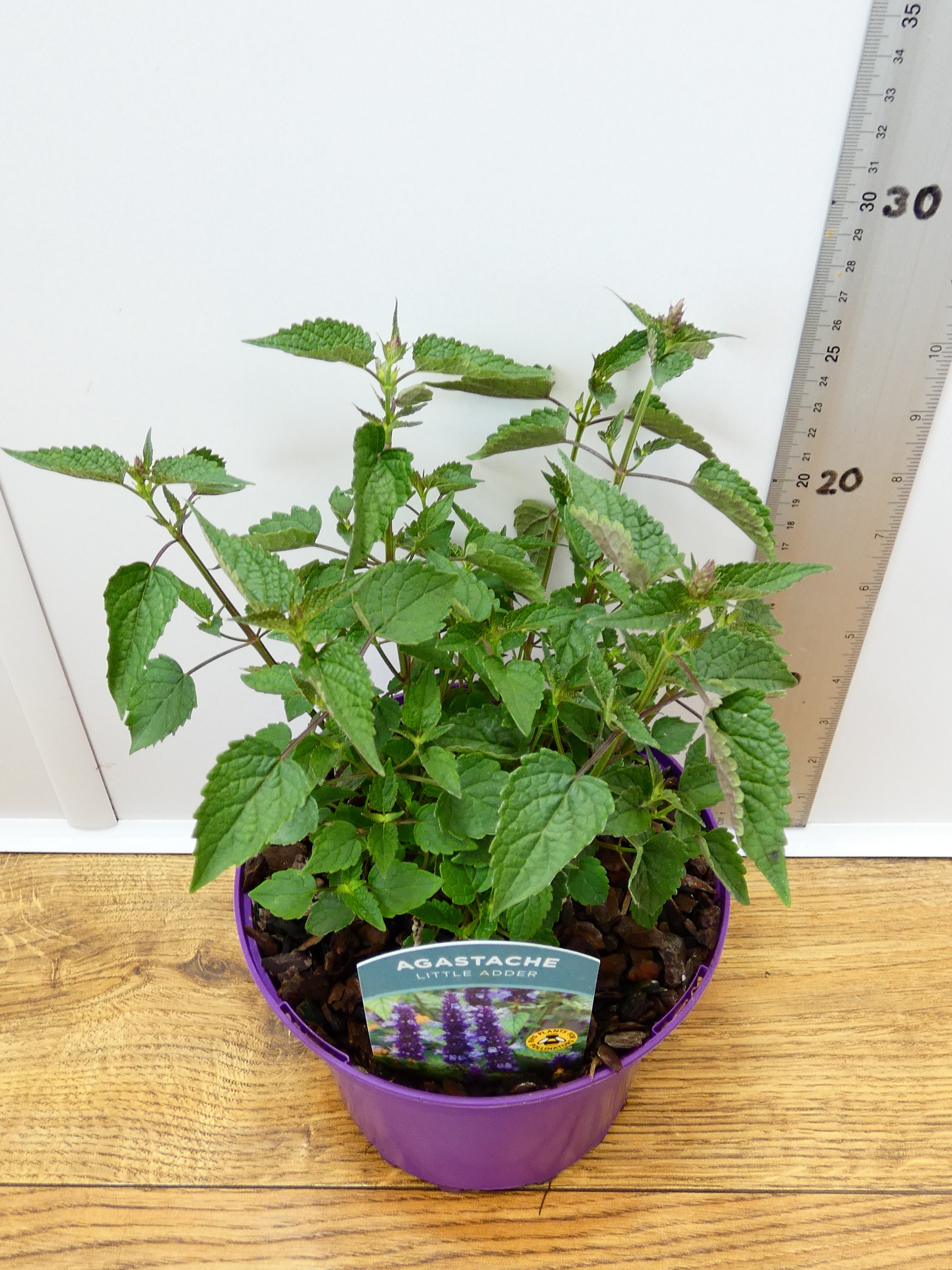 Agastache 'Little Adder' (2ltr)