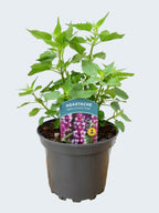 Agastache 'Beelicious Pink' (2ltr)