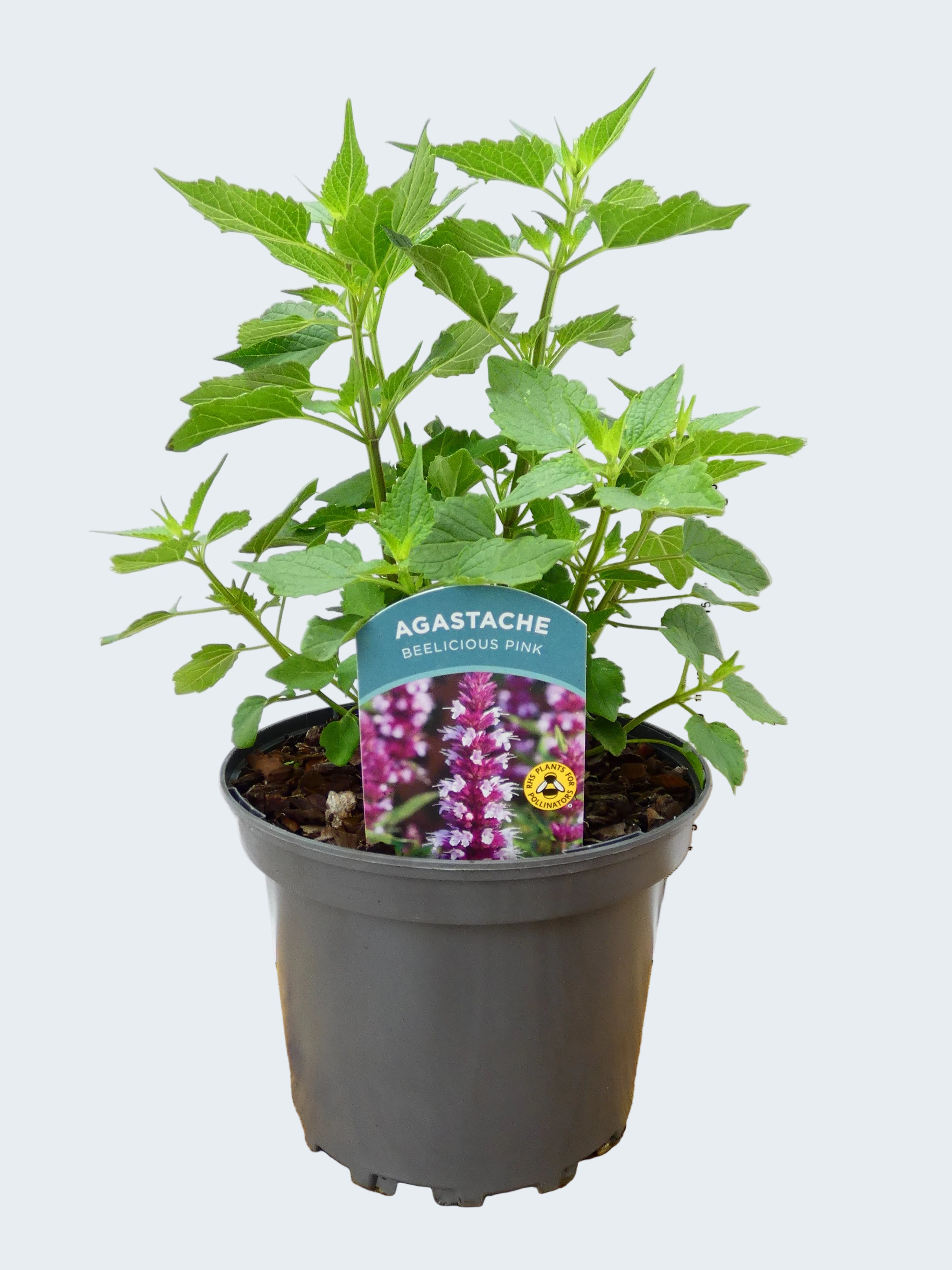 Agastache 'Beelicious Pink' (2ltr)