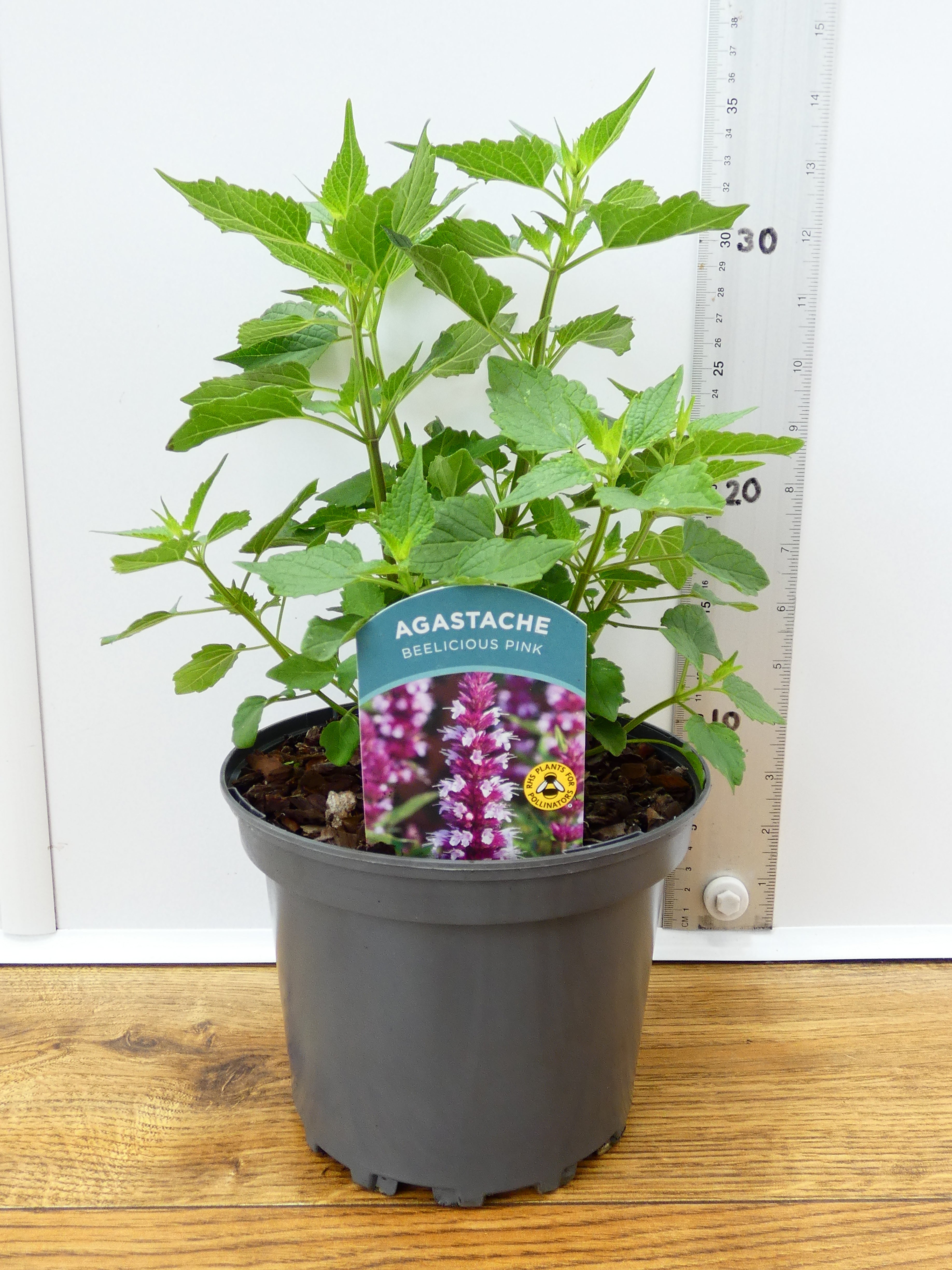 Agastache 'Beelicious Pink' (2ltr)