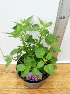 Agastache 'Beelicious Pink' (2ltr)