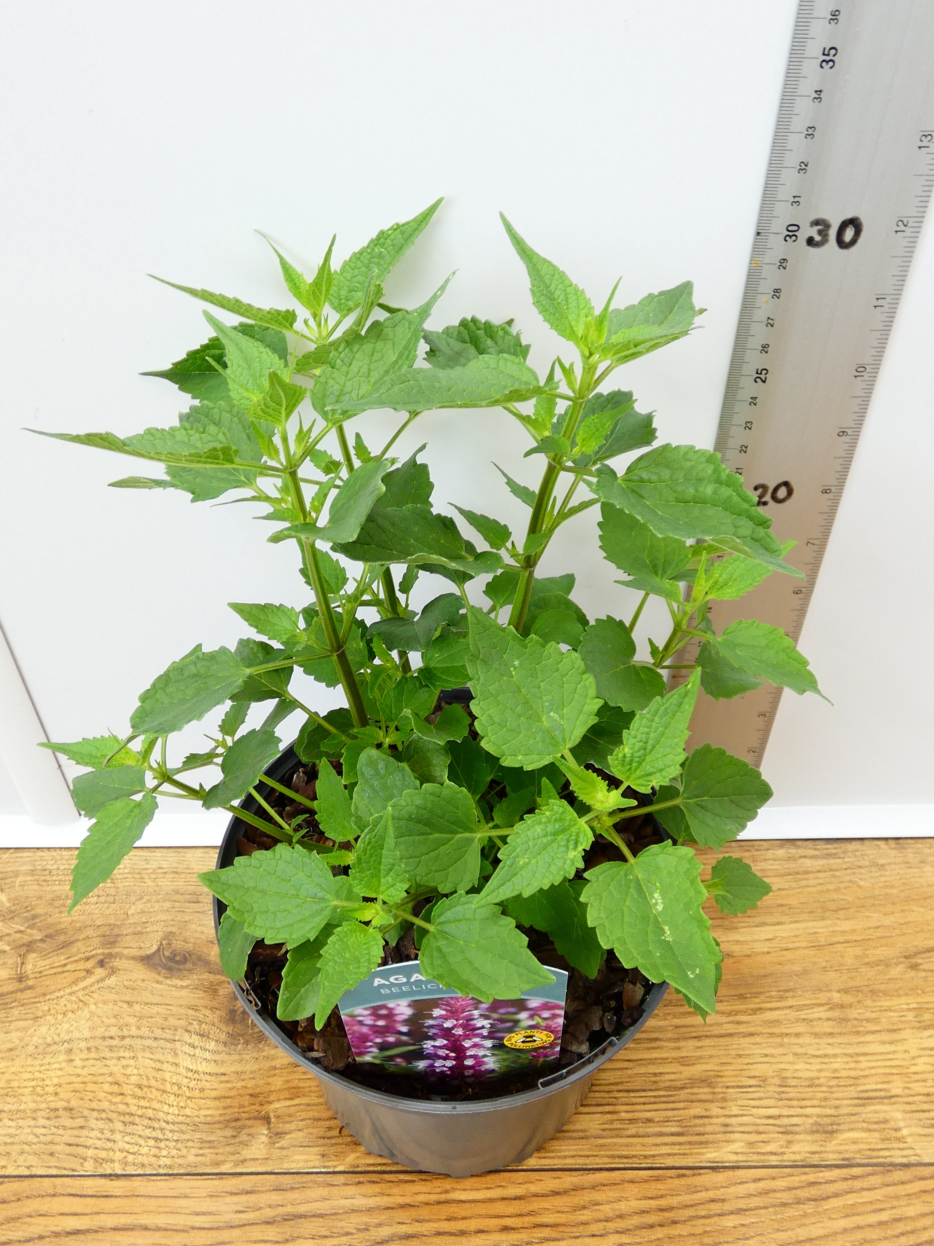 Agastache 'Beelicious Pink' (2ltr)