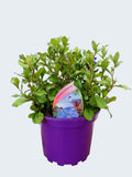 Ceratostigma ' Plumbaginiodes' (2ltr)