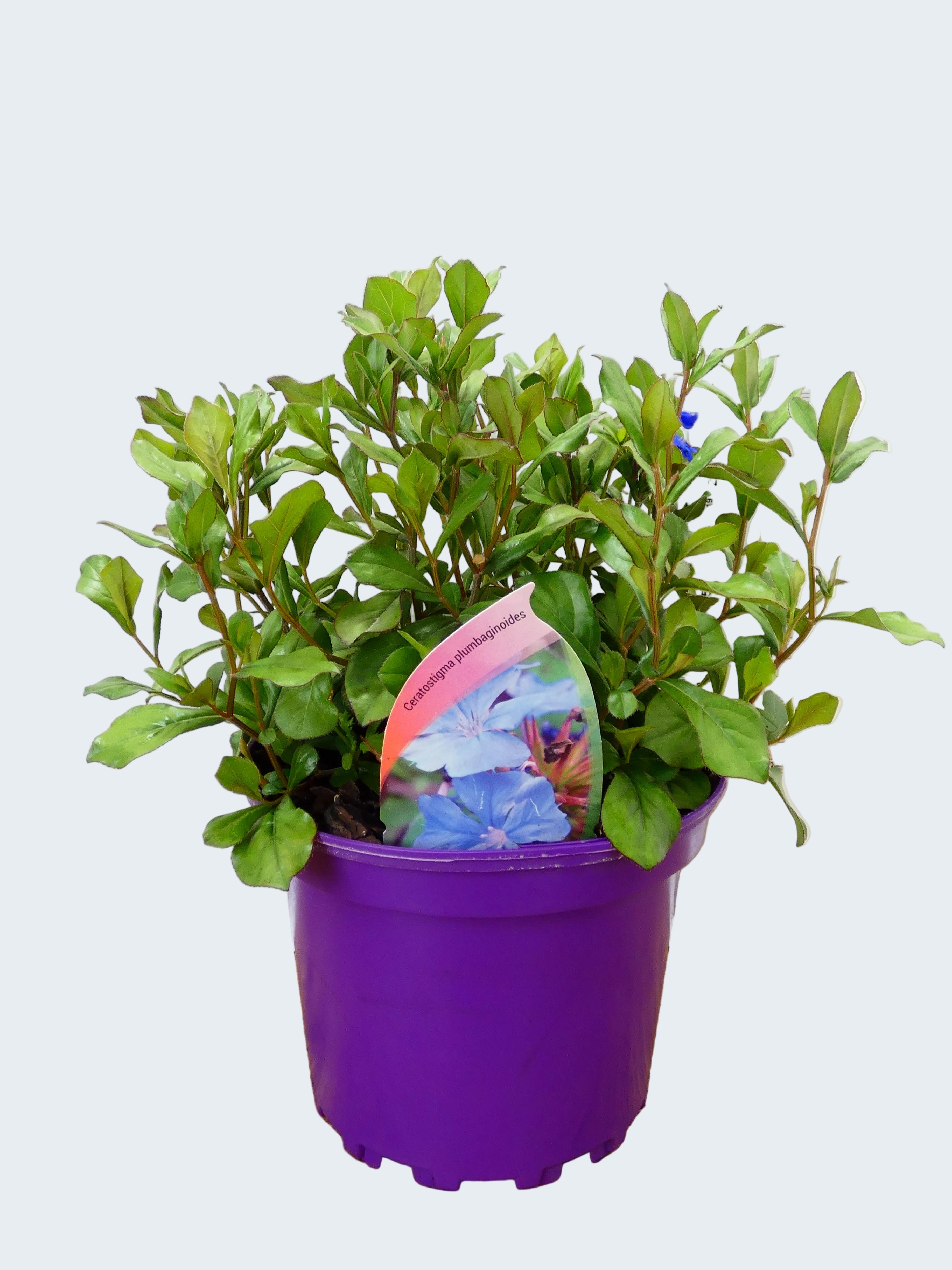 Ceratostigma ' Plumbaginiodes' (2ltr)
