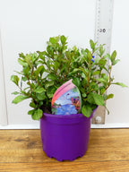 Ceratostigma ' Plumbaginiodes' (2ltr)
