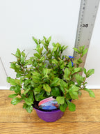Ceratostigma ' Plumbaginiodes' (2ltr)