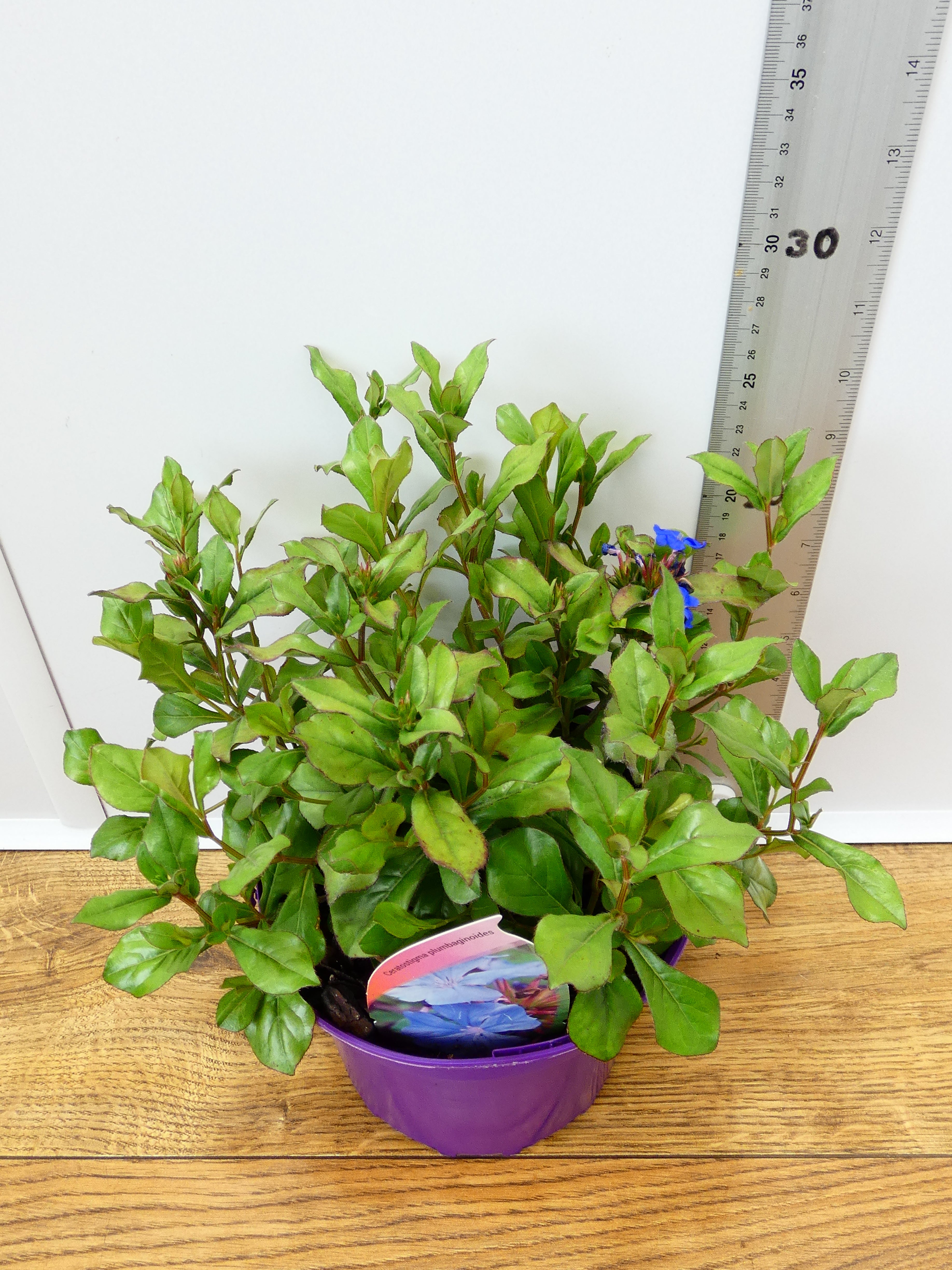 Ceratostigma ' Plumbaginiodes' (2ltr)