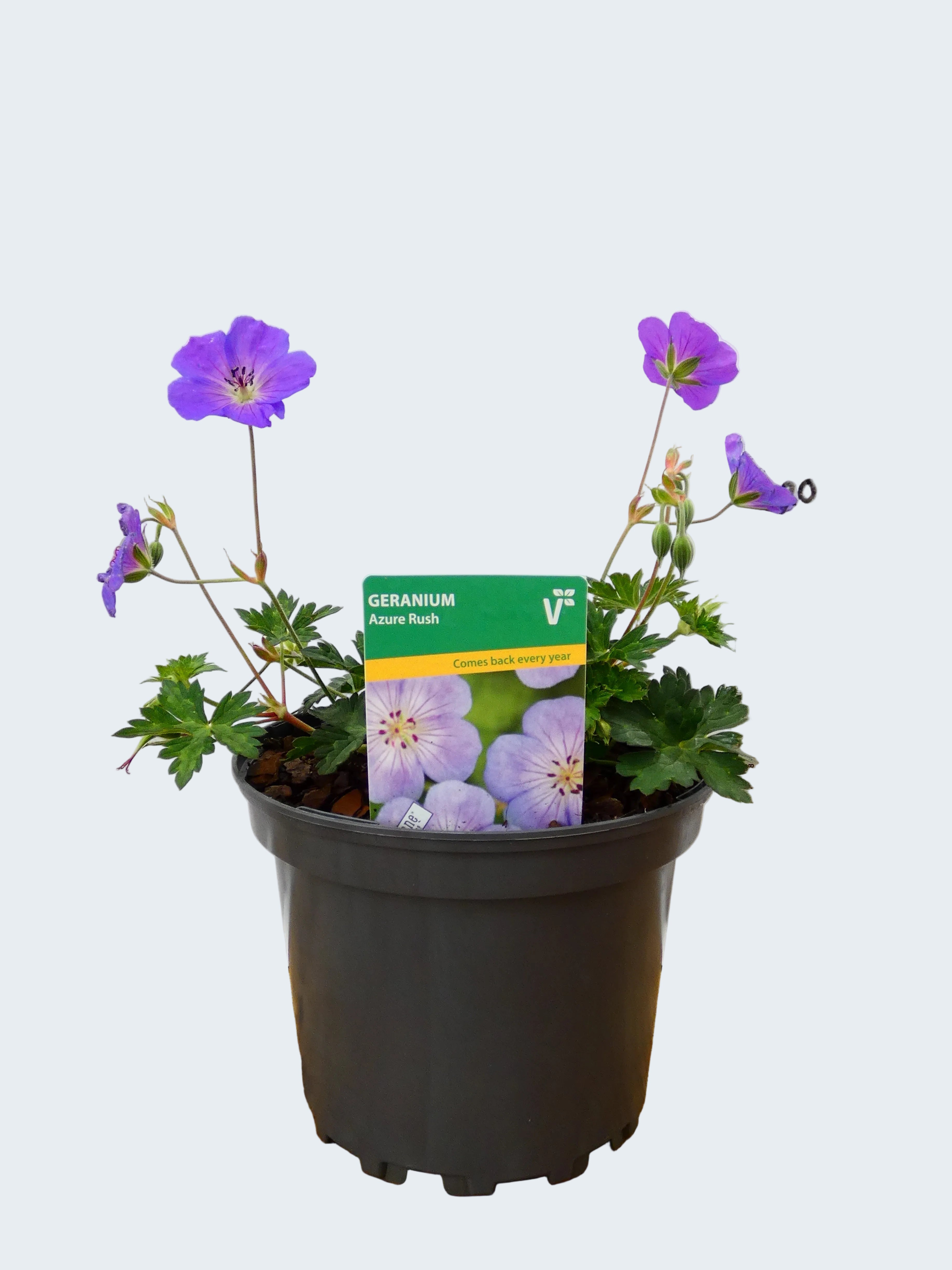 Geranium 'Azure rush' (2ltr)