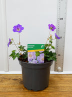 Geranium 'Azure rush' (2ltr)
