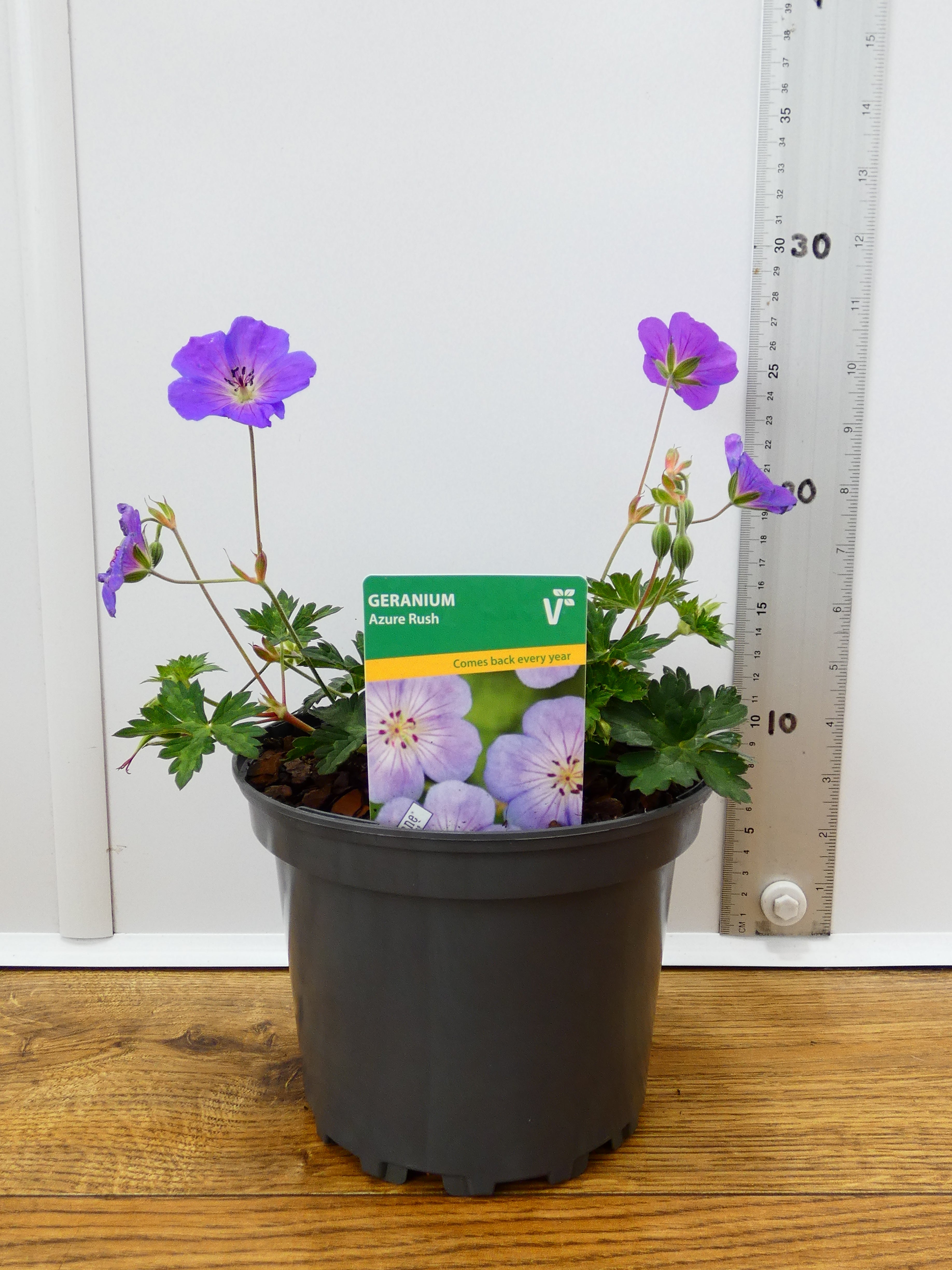 Geranium 'Azure rush' (2ltr)