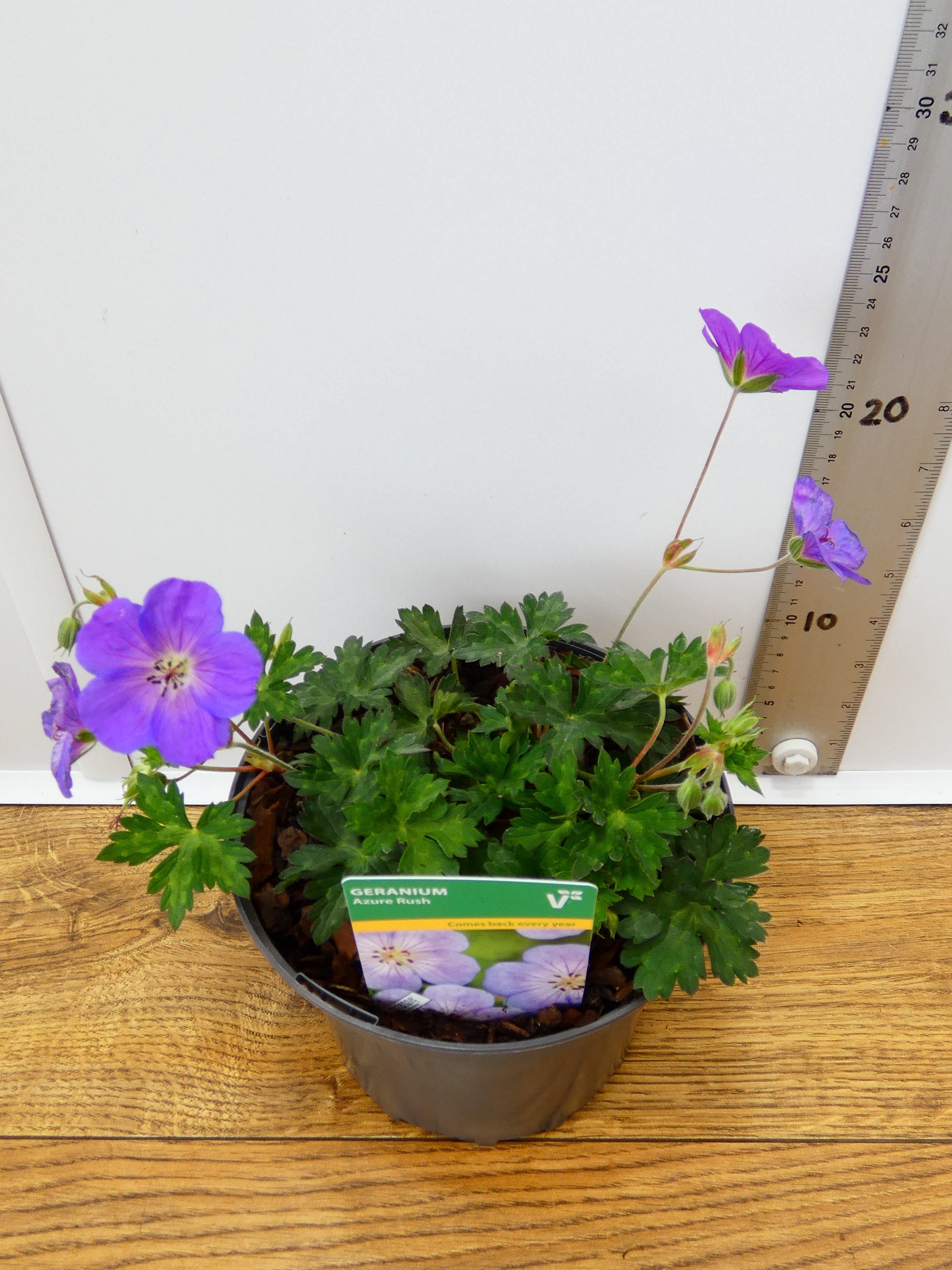 Geranium 'Azure rush' (2ltr)