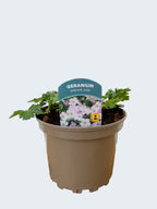 Geranium Dreamland (2ltr)