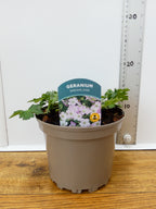 Geranium Dreamland (2ltr)
